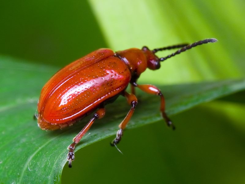 Lilioceris merdigera (Linnaeus, 1758)